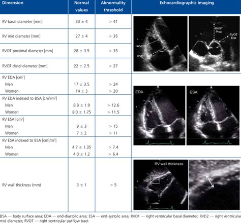 normal rv lv ratio|normal right ventricular dimensions echo.